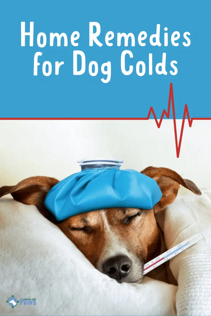 Home Remedies for Dog Colds - Pinterest - Natural Solutions - home remedies for cough