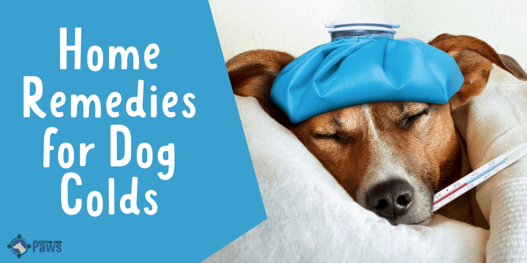 Home Remedies for Dog Colds
