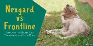 Nexgard Chewables for Dogs vs Frontline Plus Flea and Tick Treatment