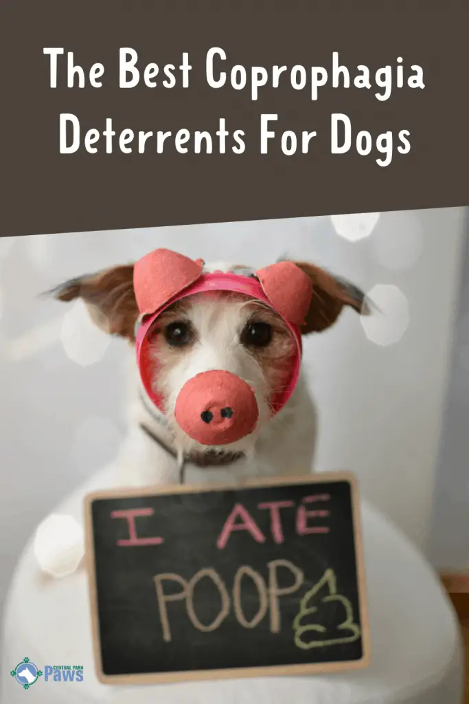 Best Coprophagia Deterrent For Dogs Pinterest