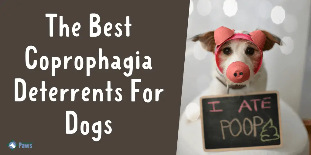 Best Coprophagia Deterrent For Dogs