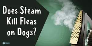 Does Steam Kill Fleas on Dogs