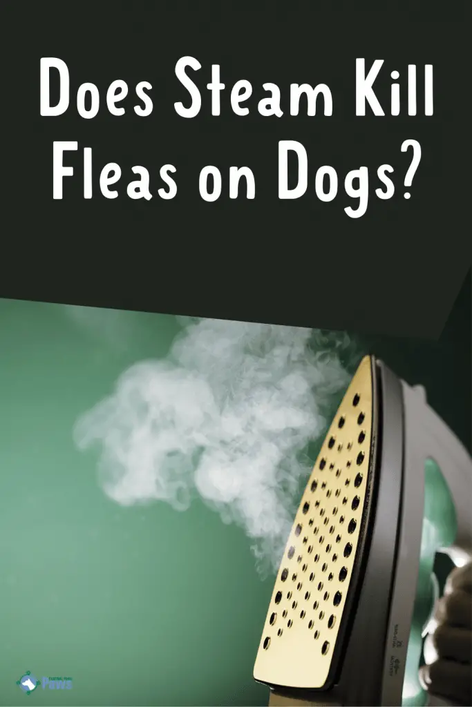 Does Steam Kill Fleas on Dogs Pinterest