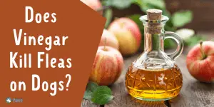 Does Vinegar Kill Fleas on Dogs