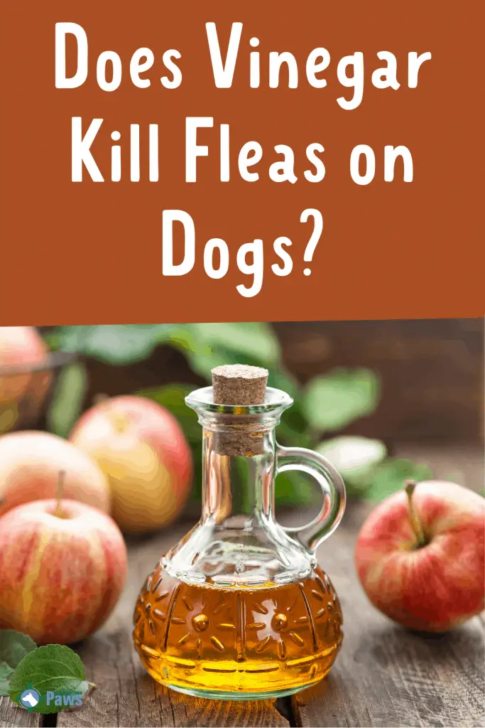 Does Vinegar Kill Fleas on Dogs Pinterest