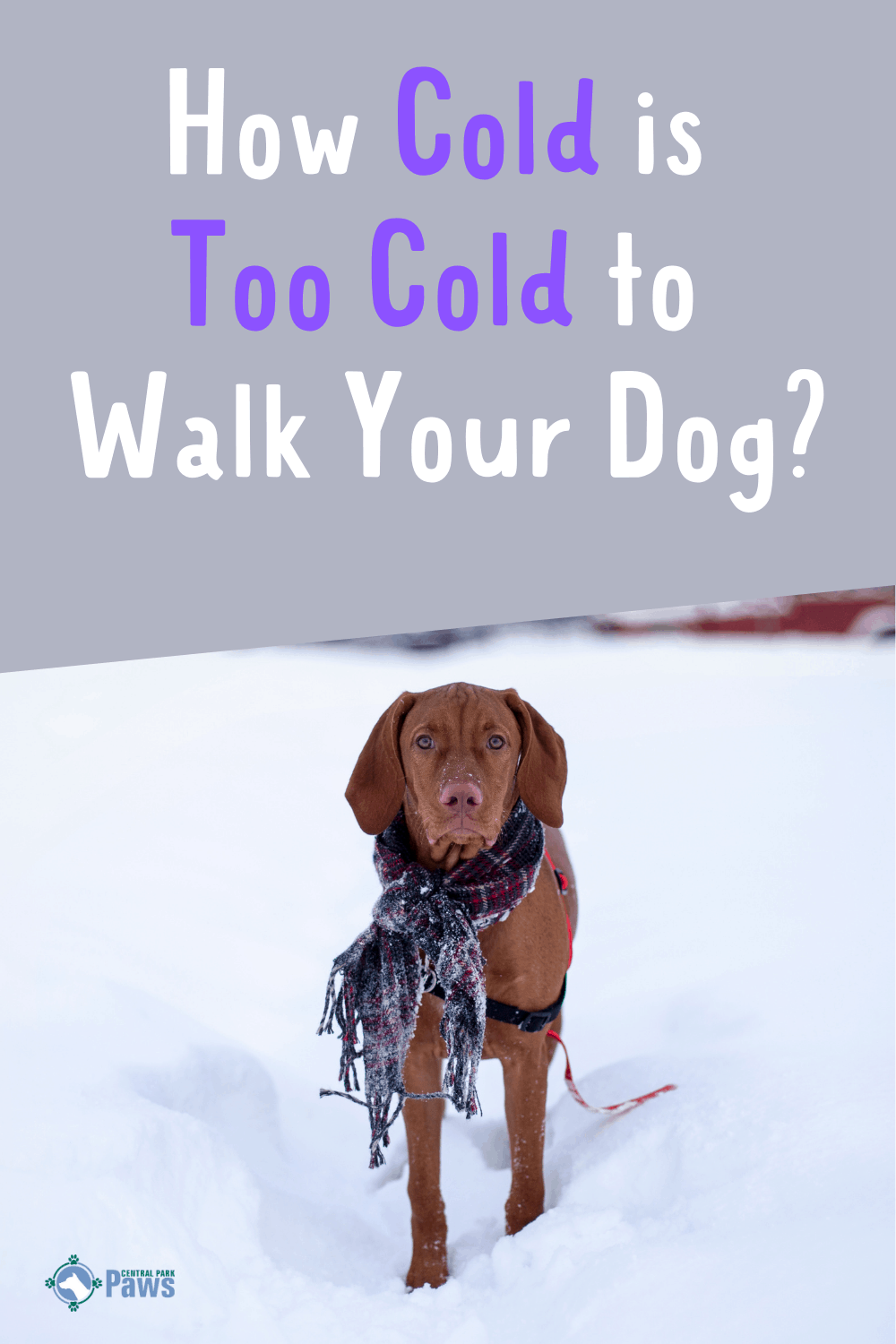 How Cold Is Too Cold To Walk Your Dog? + Great Winter Walking Tips