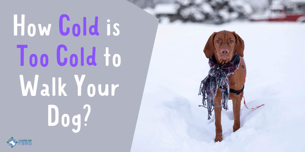 How Cold is Too Cold to Walk Your Dog in Winter Snow
