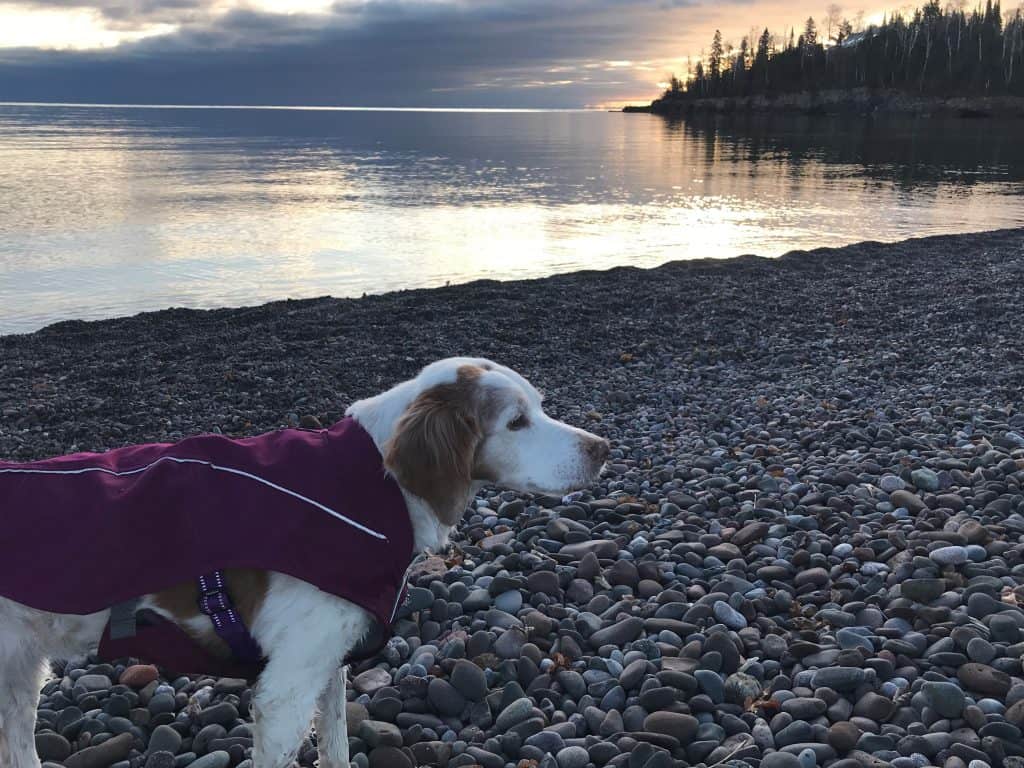 Dog in warm waterproof winter jacket safe winter walking tips
