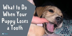 What to Do When Your Puppy Loses a Tooth