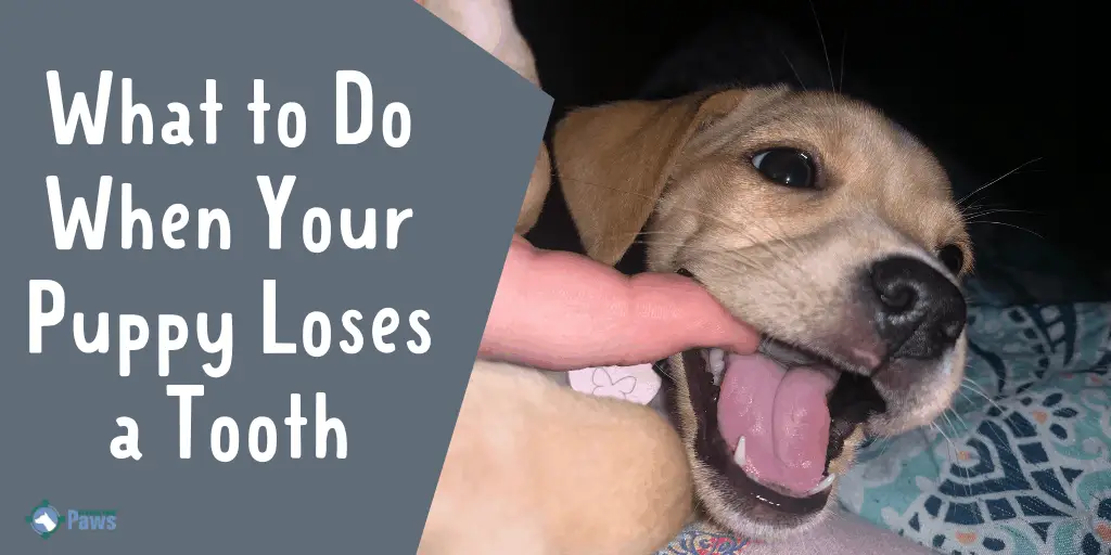 what to do if a dog loses a tooth