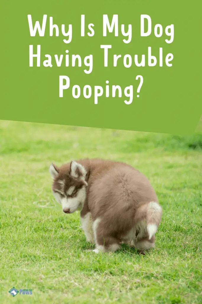 Why Is My Dog Having Trouble Pooping Pinterest