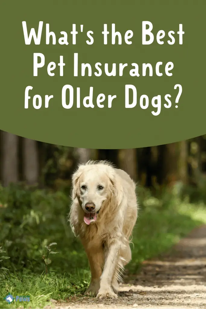 Best Pet Insurance for Older Dogs and Seniors Pinterest