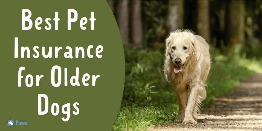 Best Pet Insurance for Older Dogs and Seniors