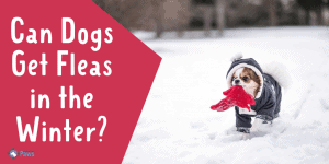 Can Dogs Get Fleas in the Winter