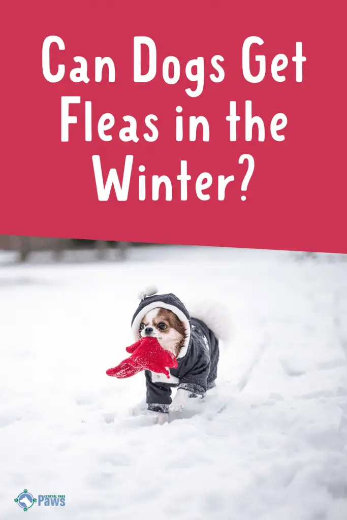 Can Dogs Get Fleas in the Winter Pinterest
