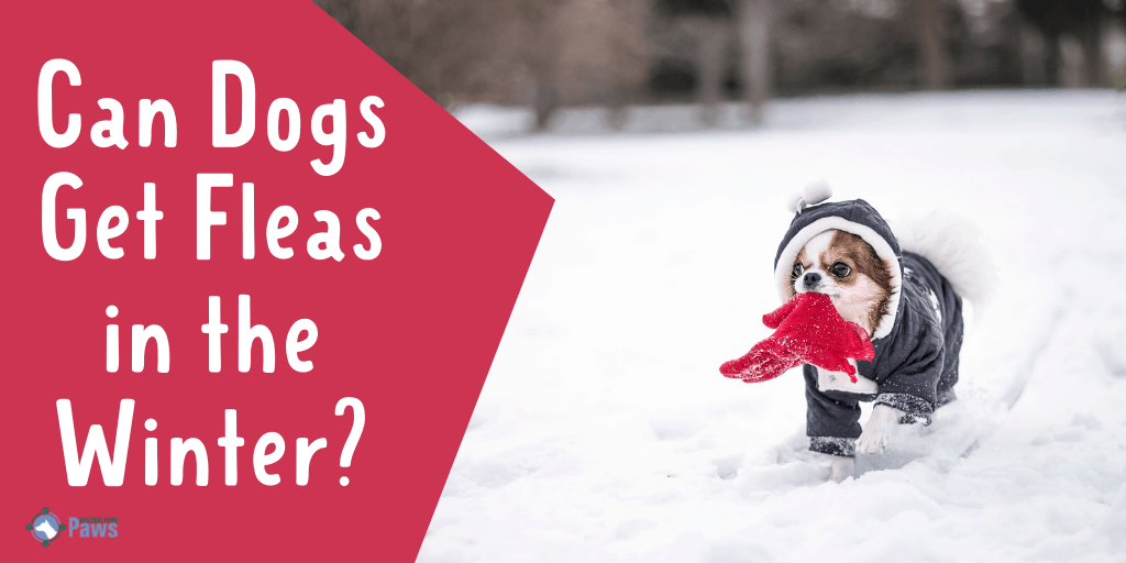 Can Dogs Get Fleas in the Winter