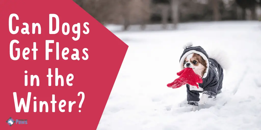 Can Dogs Get Fleas in the Winter