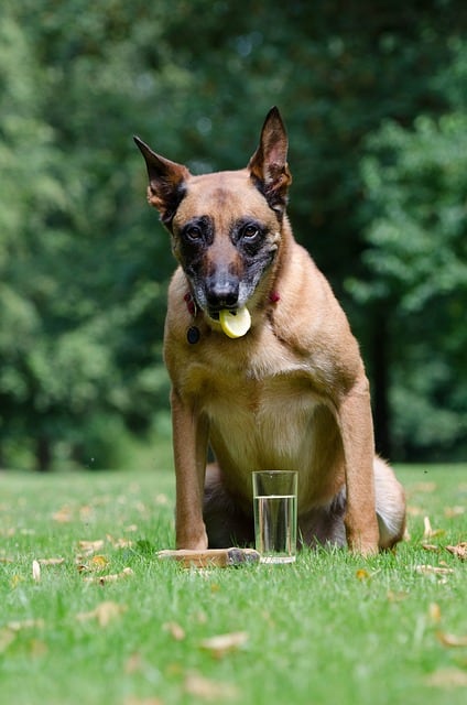 Can dogs eat drink lemon juice toxic dangerous safety