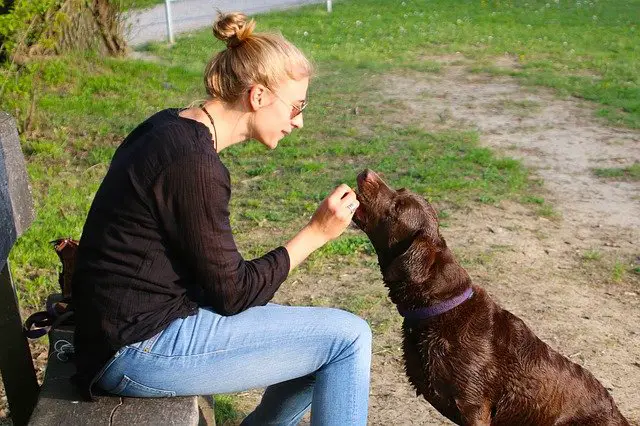 Comfortis NexGard easy to give chewable flea control meds