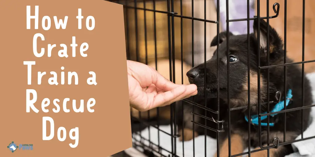 How to Crate Train a Rescue Dog