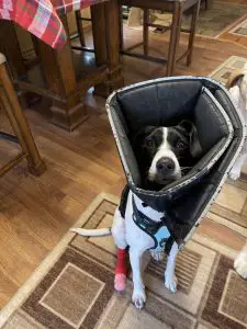 Cone of shame after nail clipping