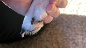 Healed dog nail that split