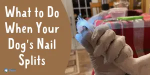 What to Do When Your Dog's Nail Splits