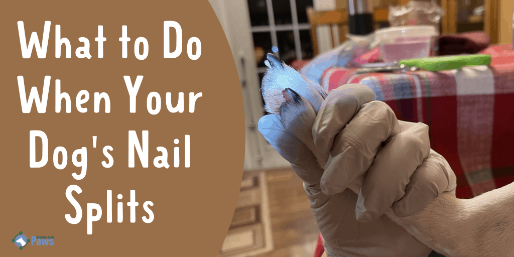 What to Do When Your Dog's Nail Splits