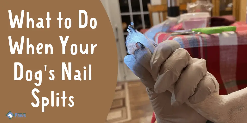 What To Do When Your Dog's Nail Splits & When To Call The Vet What To Do When Your Dog's Nail Splits & When To Call The Vet