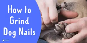 How to Grind Dog Nails at Home Easily