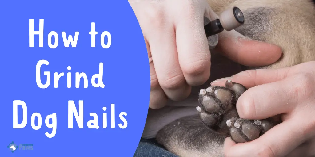 How to Grind Dog Nails at Home Easily