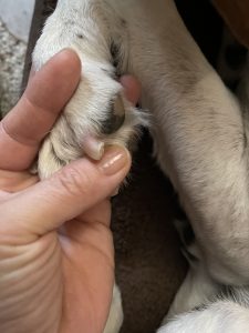 Mira, who is a young dog, has tiny nails