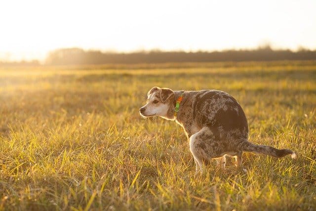 Why Dog Trouble Pooping Soft Hard Stools Help Pup