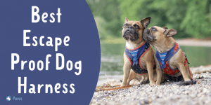 Best Escape Proof Dog Harness for Your Canine Houdini