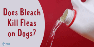 Does Bleach Kill Fleas on Dogs Clean Pest Control