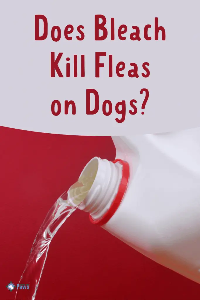 Does Bleach Kill Fleas on Dogs Clean Pest Control - Pinterest