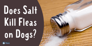 Does Salt Kill Fleas on Dogs