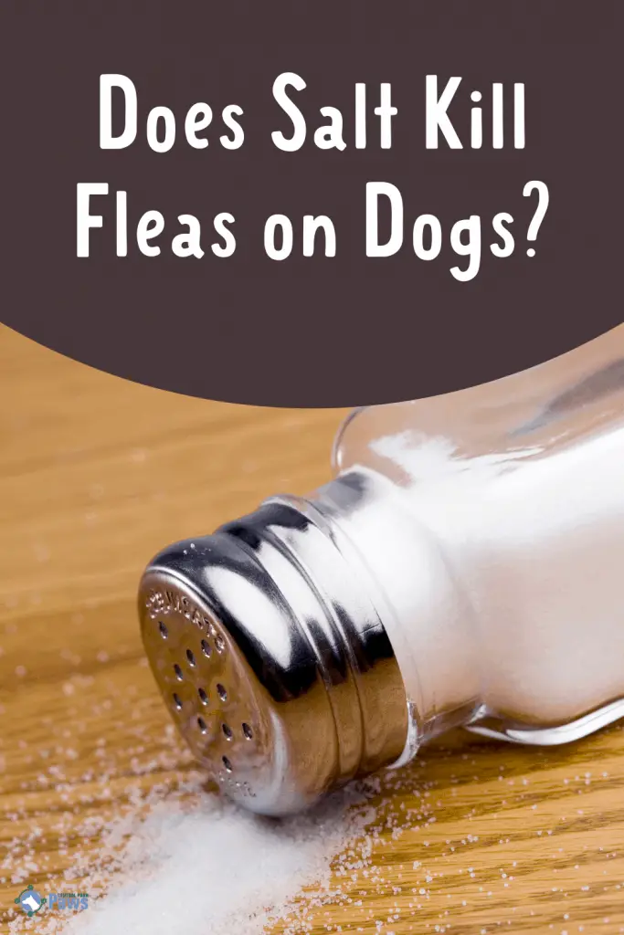 Does Salt Kill Fleas on Dogs - Pinterest