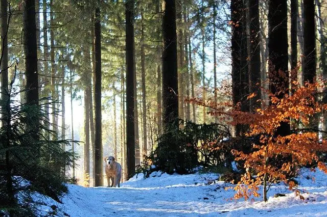 Dogs can get fleas in the winter how to prevent infestation