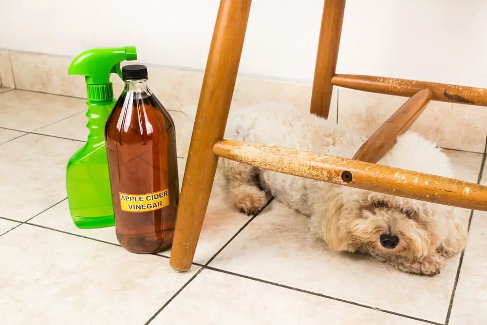 How to use vinegar to repel kill fleas in home on dog