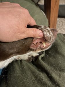 Dog's lip and teeth