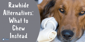 Rawhide Alternatives What to Chew Instead