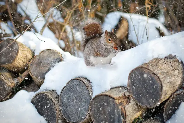Squirrels can carry fleas in the winter woodpiles warm safe spots
