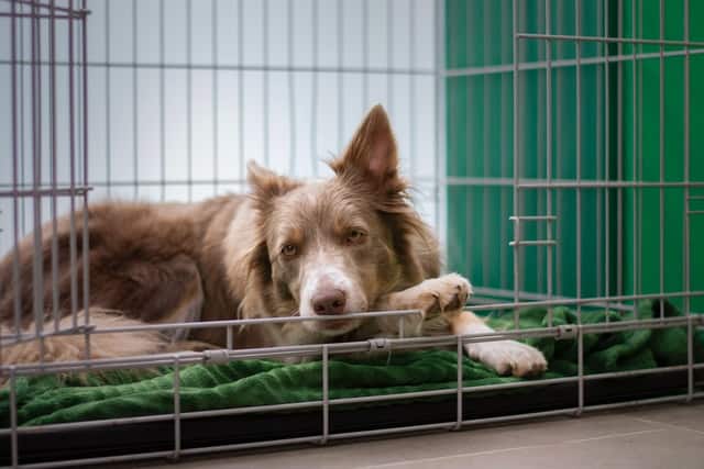 Tips to help rescue dog calmy sleep in new crate home quietly