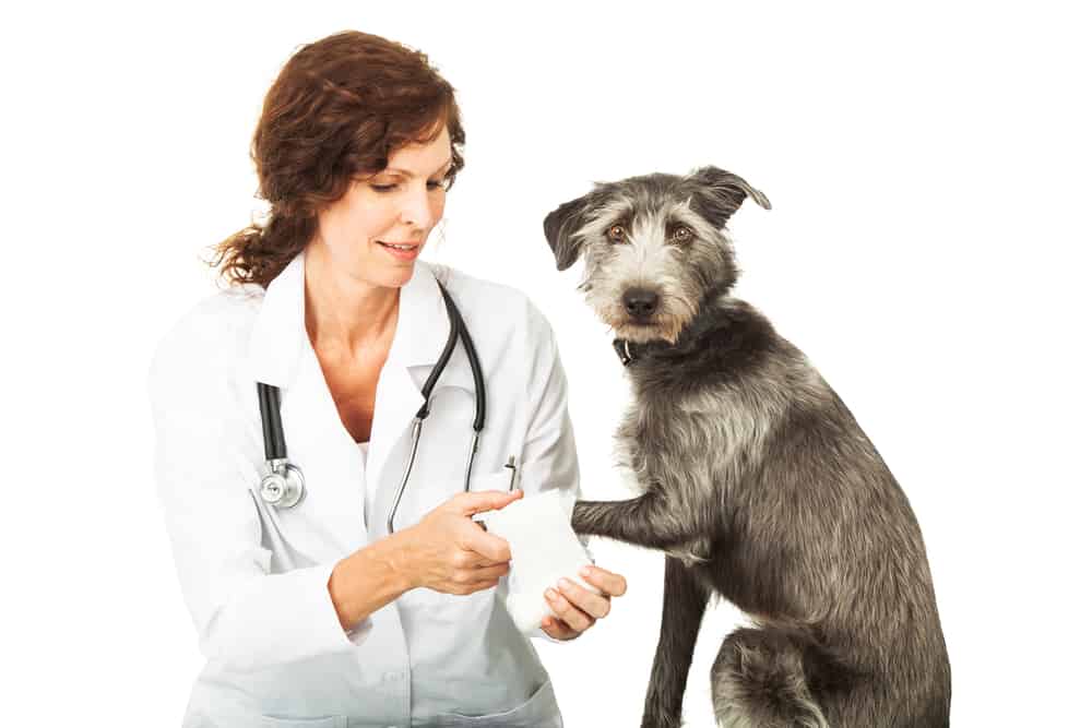 Benefits of Pet Insurance for Older dogs