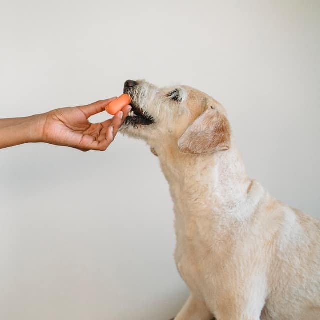 Frozen carrots alternative rawhide healthy nutritious dog chew treat