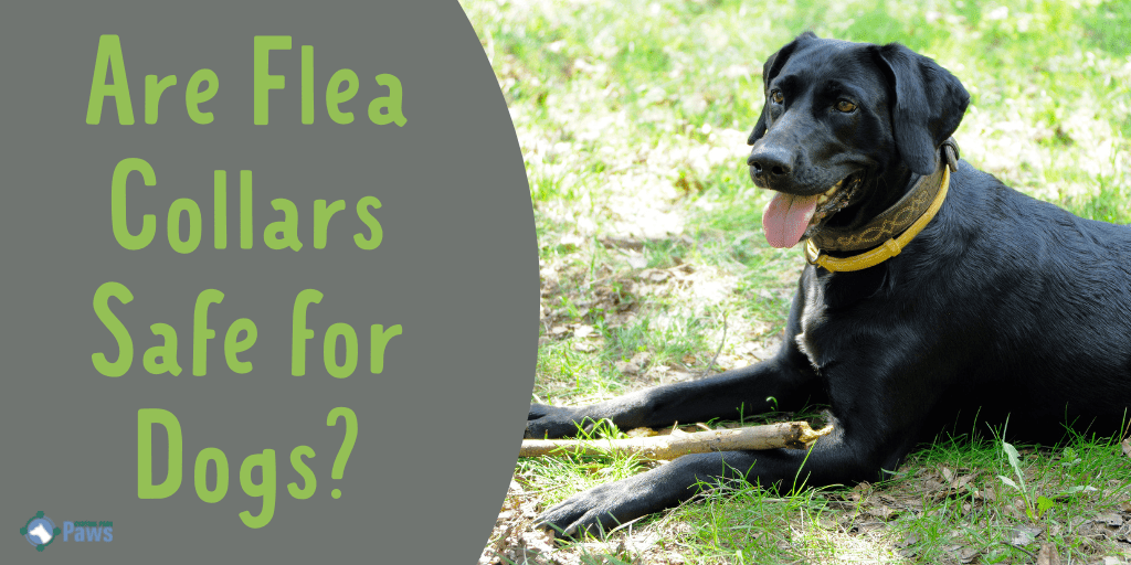 Are Flea Collars Safe for Dogs Should You Use This Flea Treatment