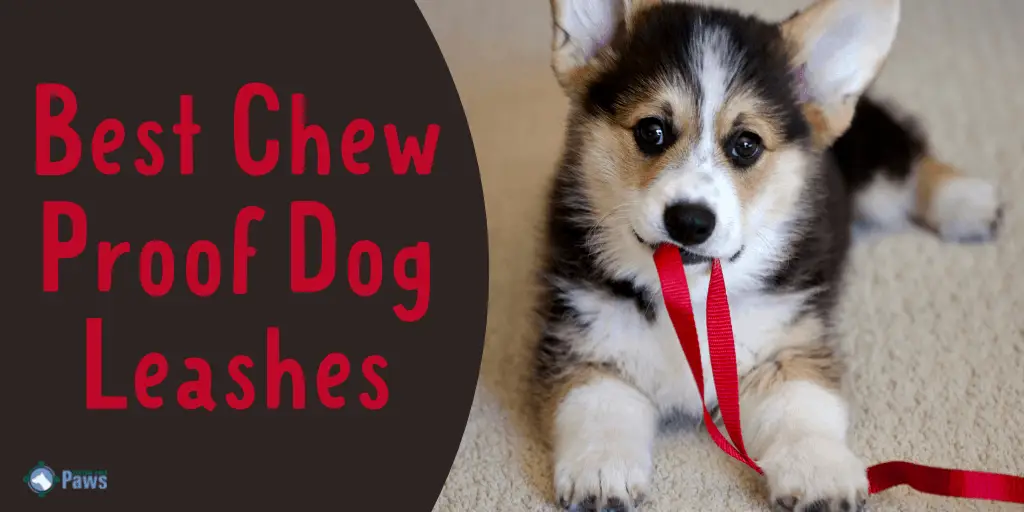 Best Chew Proof Indestructible Dog Leashes