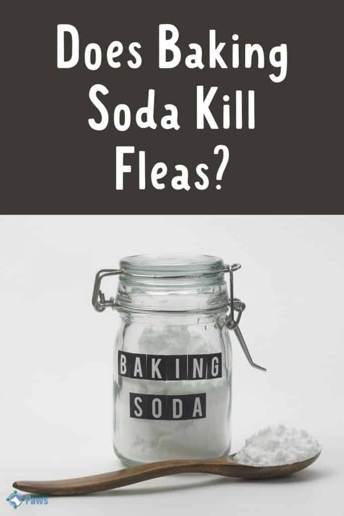 Does Baking Soda Kill Fleas - Is it Safe for Dogs - Pinterest