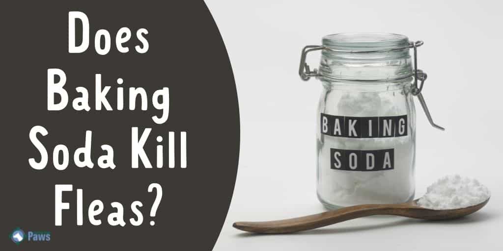 Does Baking Soda Kill Fleas - Is it Safe for Dogs